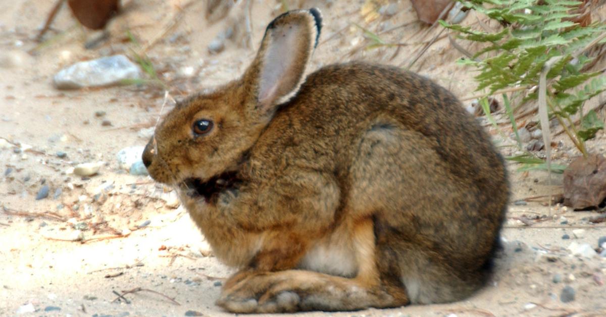 The elegant Snowshoe Hare (Lepus americanus), a marvel of nature.