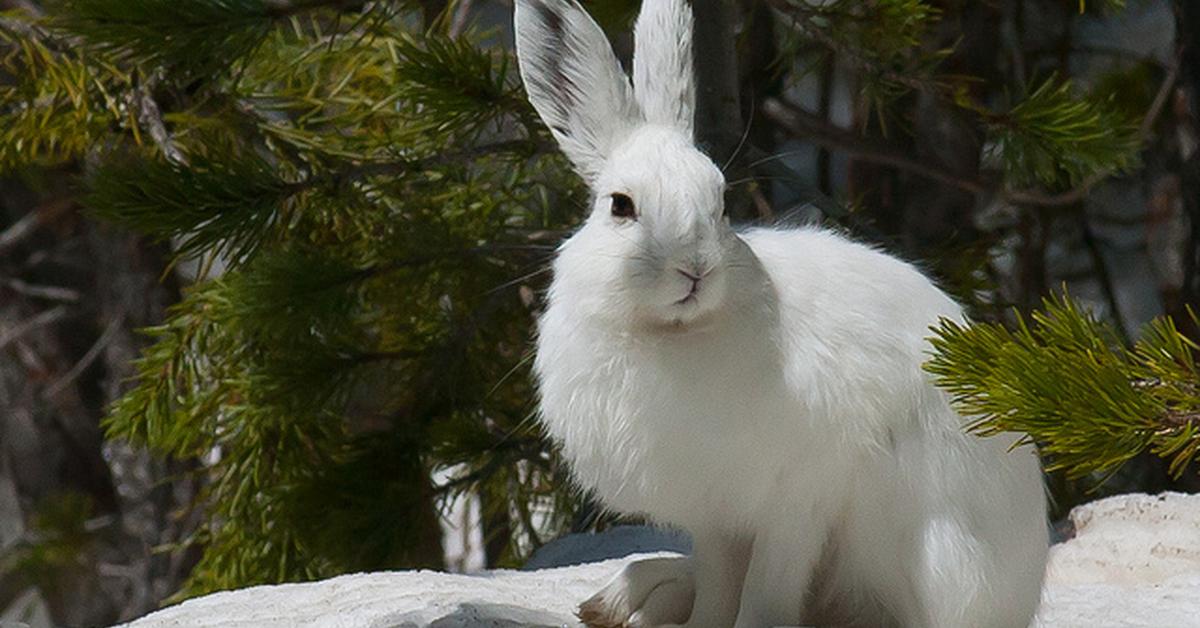 Picture of Snowshoe Hare, known in Indonesia as Kelinci Salju.