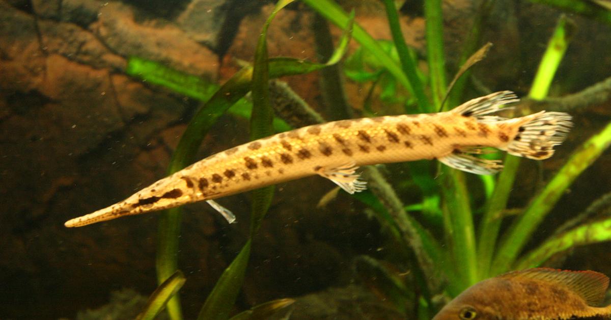 Captured beauty of the Spotted Gar, or Lepisosteus oculatus in the scientific world.