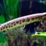 Iconic view of the Spotted Gar, or Lepisosteus oculatus, in its habitat.