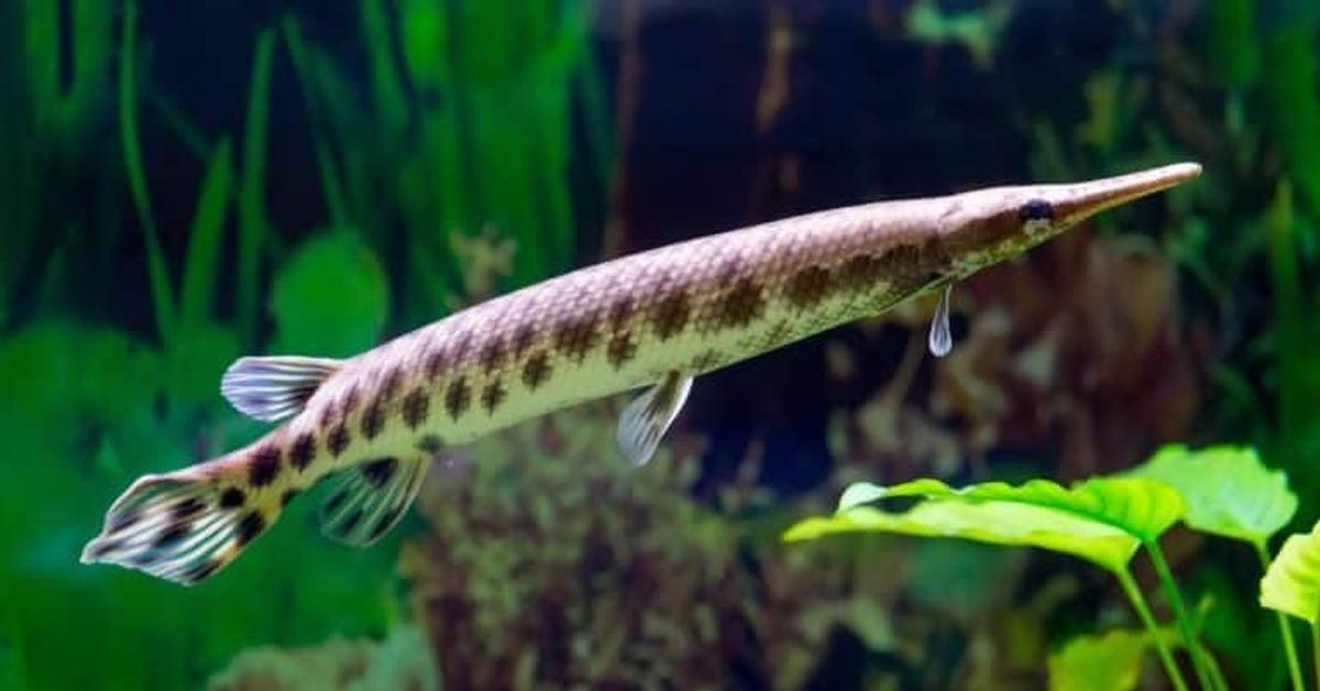 Iconic view of the Spotted Gar, or Lepisosteus oculatus, in its habitat.