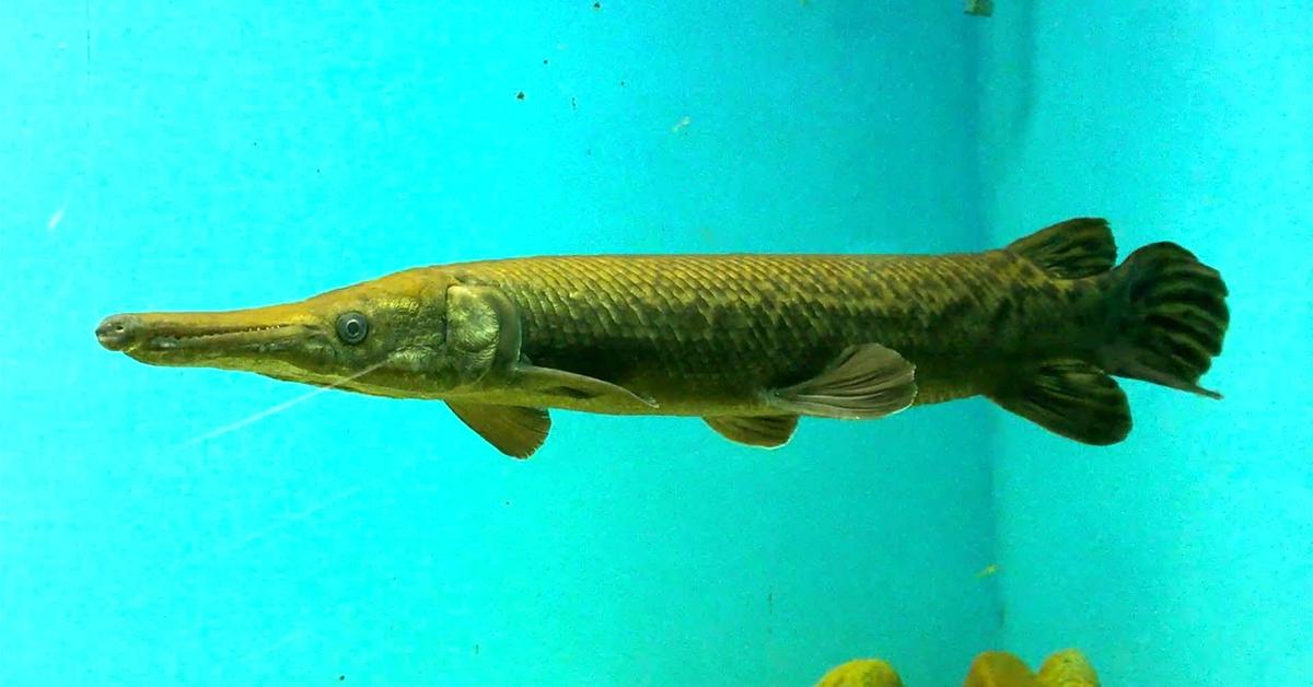 Close-up view of the Spotted Gar, known as Ikan Gar Bercak in Indonesian.