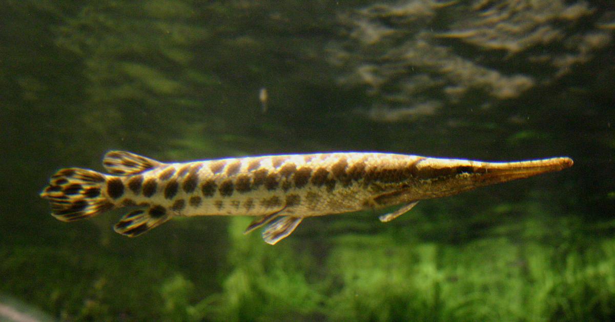 The Spotted Gar in its natural beauty, locally called Ikan Gar Bercak.