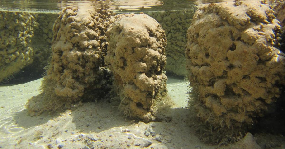 Close-up view of the Stromatolite, known as Stromatolit in Indonesian.