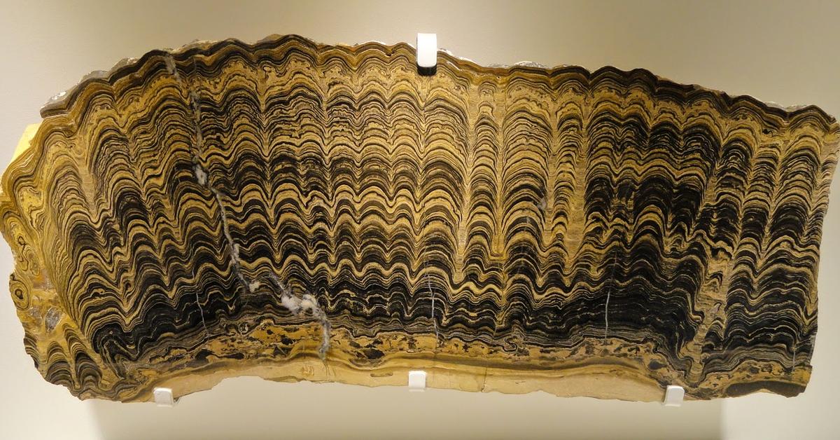 Dynamic image of the Stromatolite, popularly known in Indonesia as Stromatolit.