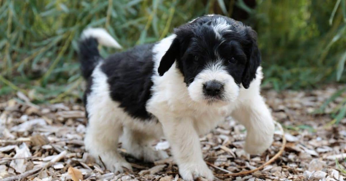 Glimpse of the Saint Berdoodle, known in the scientific community as Canis Lupus.