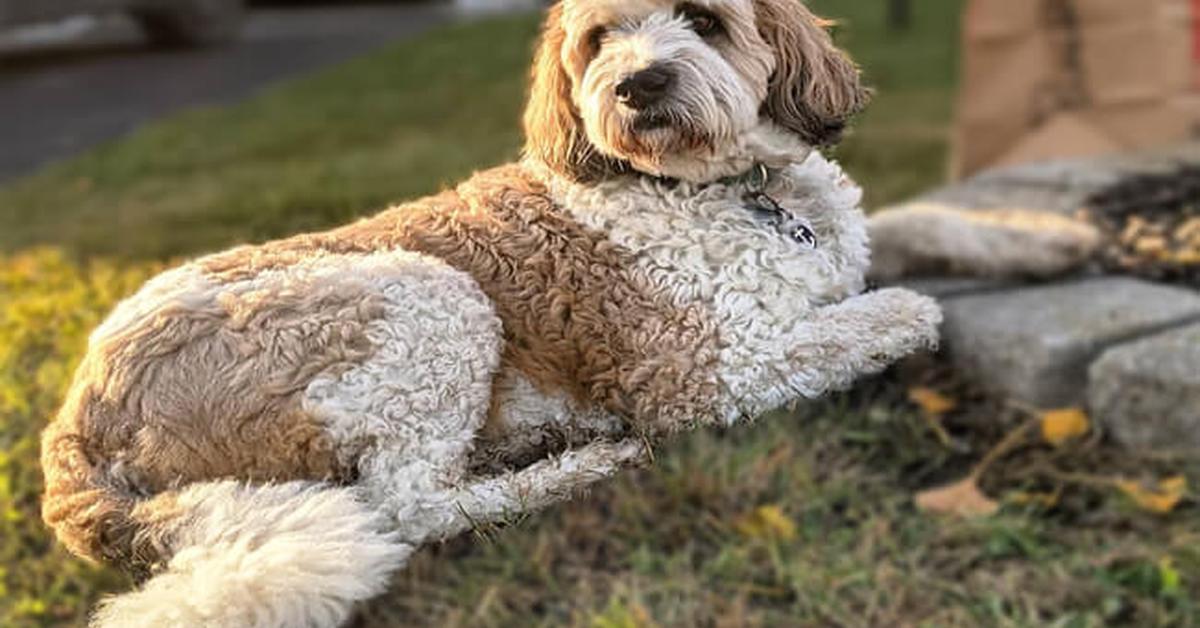 Natural elegance of the Saint Berdoodle, scientifically termed Canis Lupus.