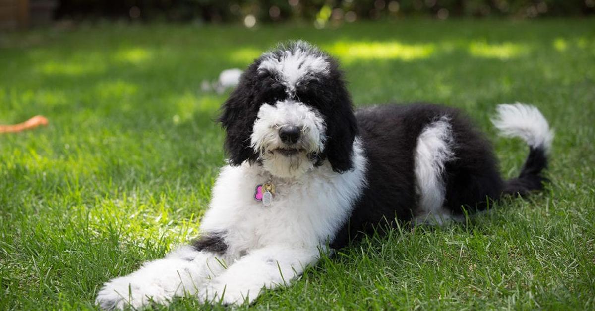 Snapshot of the intriguing Sheepadoodle, scientifically named Canis Lupus.