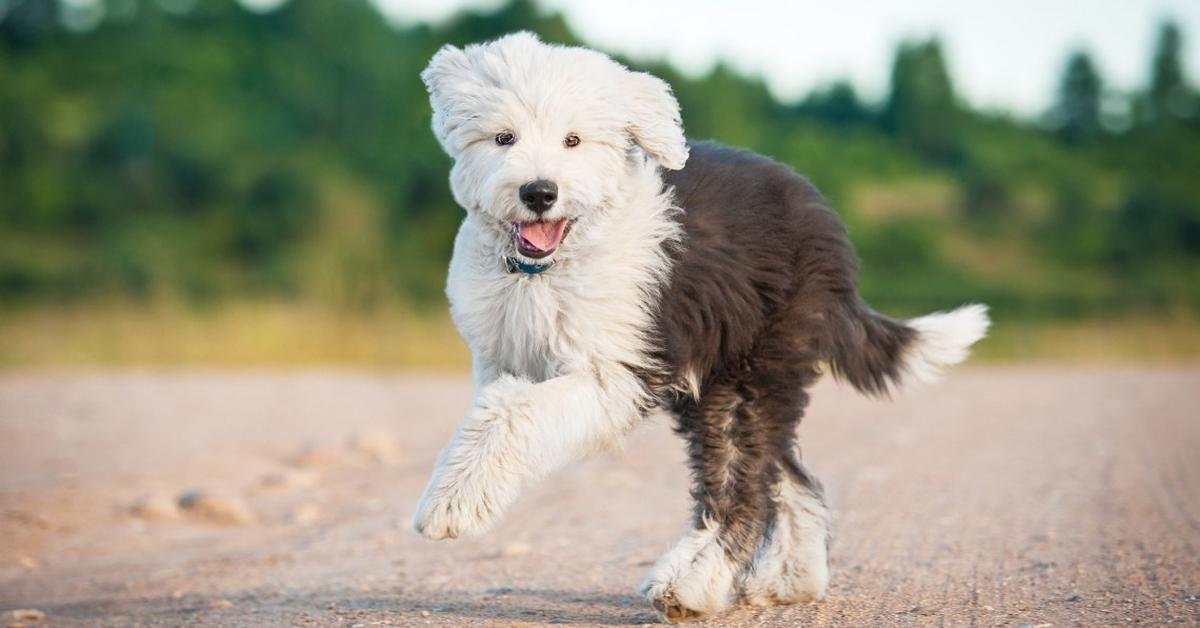 Elegant Sheepadoodle in its natural habitat, called Anjing Sheepadoodle in Indonesia.