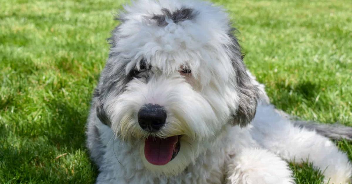 Captivating presence of the Sheepadoodle, a species called Canis Lupus.