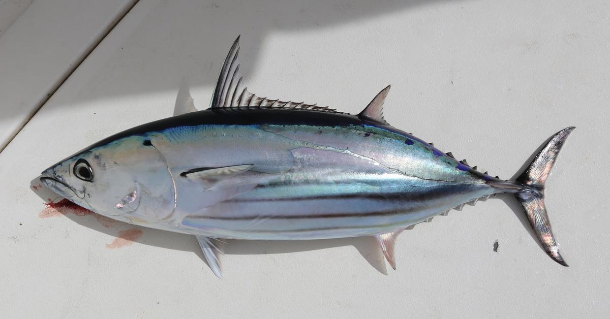 Insightful look at the Skipjack Tuna, known to Indonesians as Tuna Tongkol.