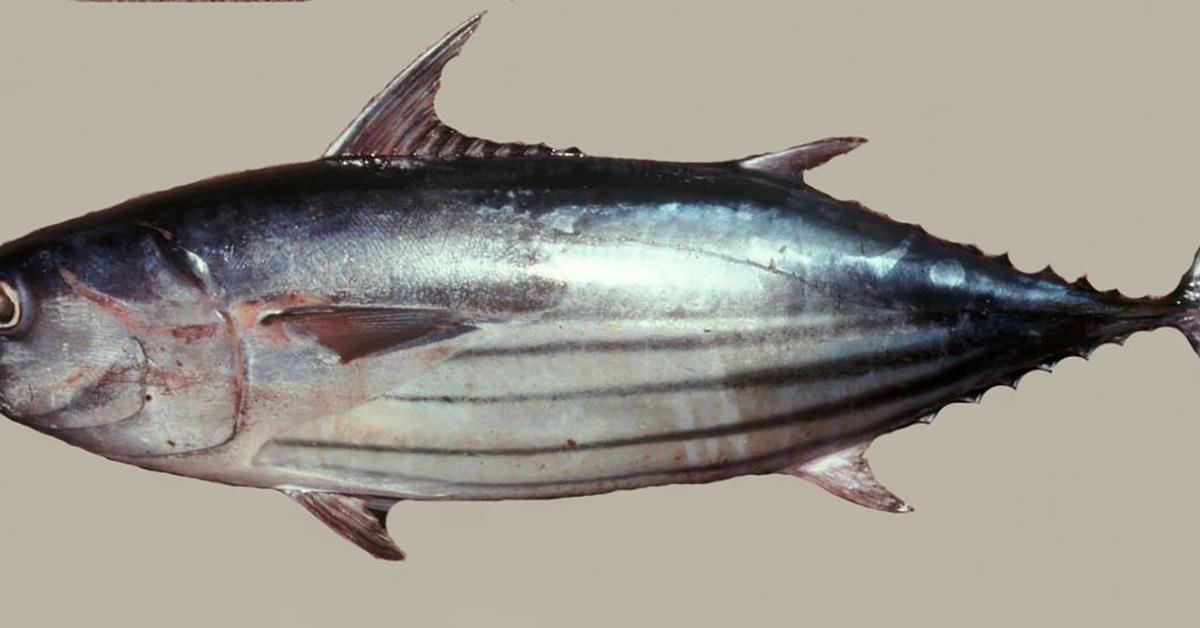 A look at the Skipjack Tuna, also recognized as Tuna Tongkol in Indonesian culture.