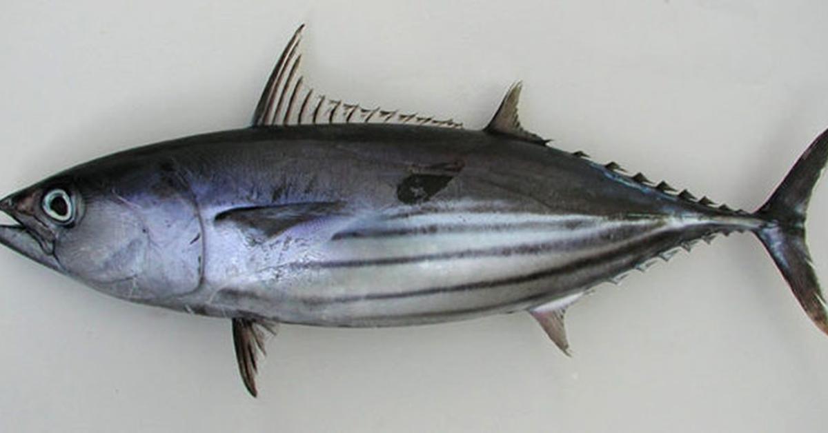 The Skipjack Tuna, a species known as Katsuwonus pelamis, in its natural splendor.