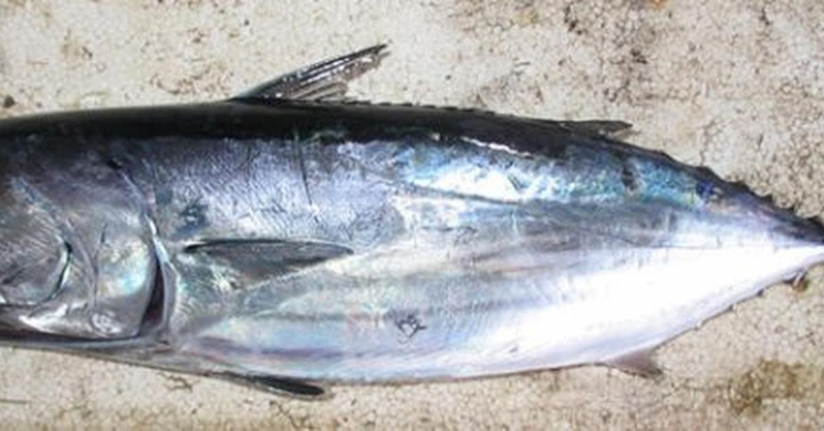 Insightful look at the Skipjack Tuna, known to Indonesians as Tuna Tongkol.