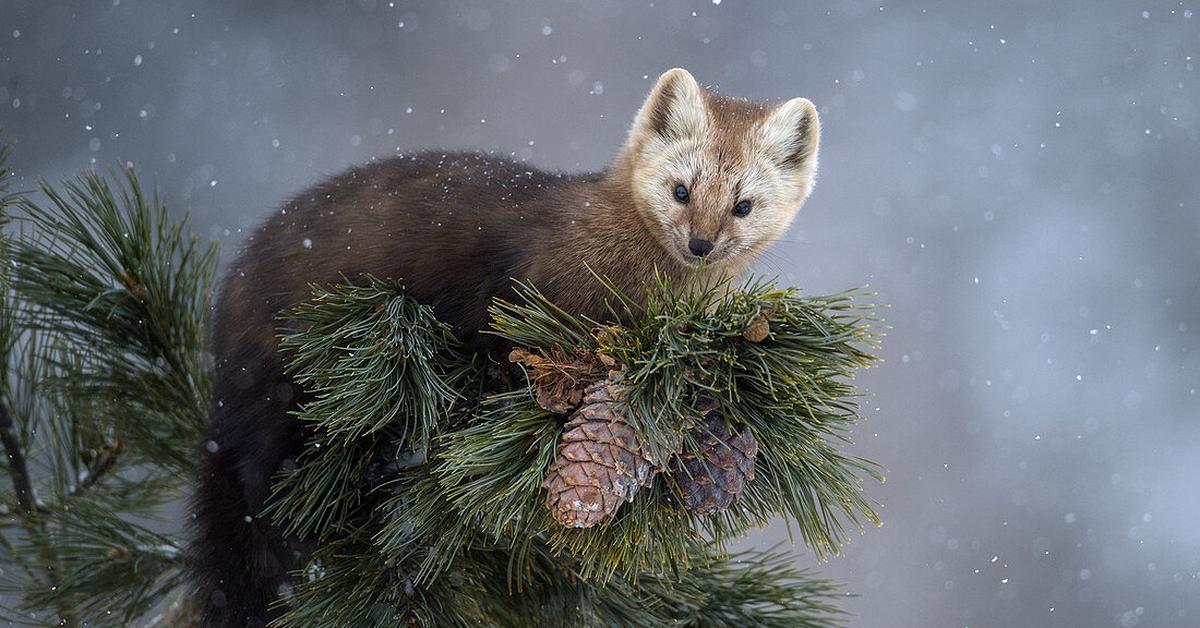 Image showcasing the Sable, known in Indonesia as Sable.