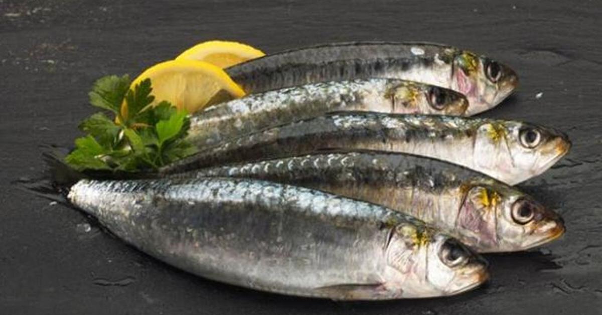 Captured elegance of the Sardines, known in Indonesia as Ikan Sarden.