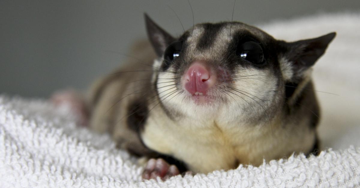 Photogenic Sugar Glider, scientifically referred to as Petaurus breviceps.