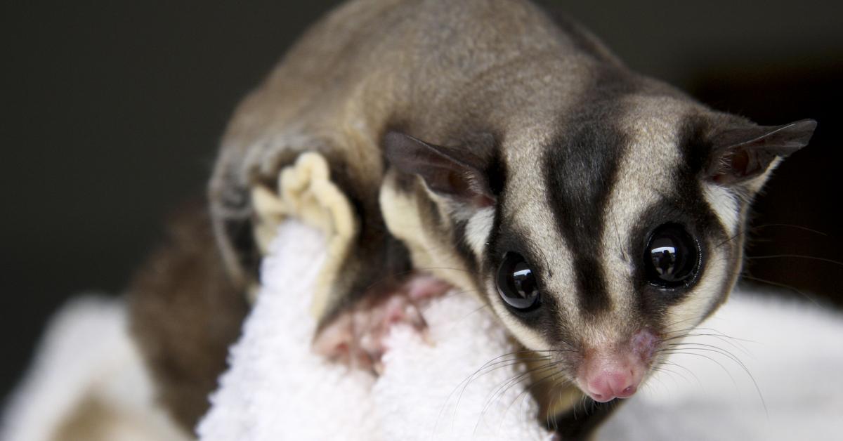 Natural elegance of the Sugar Glider, scientifically termed Petaurus breviceps.