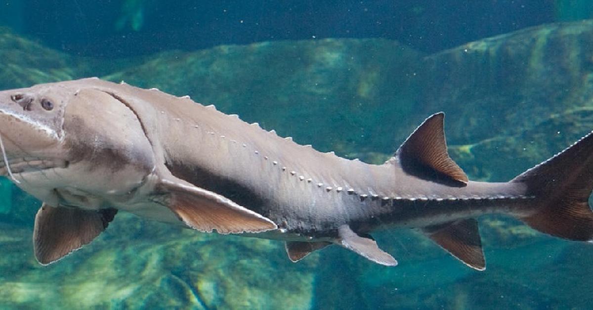 Snapshot of the intriguing Sturgeon, scientifically named Acipenseridae.