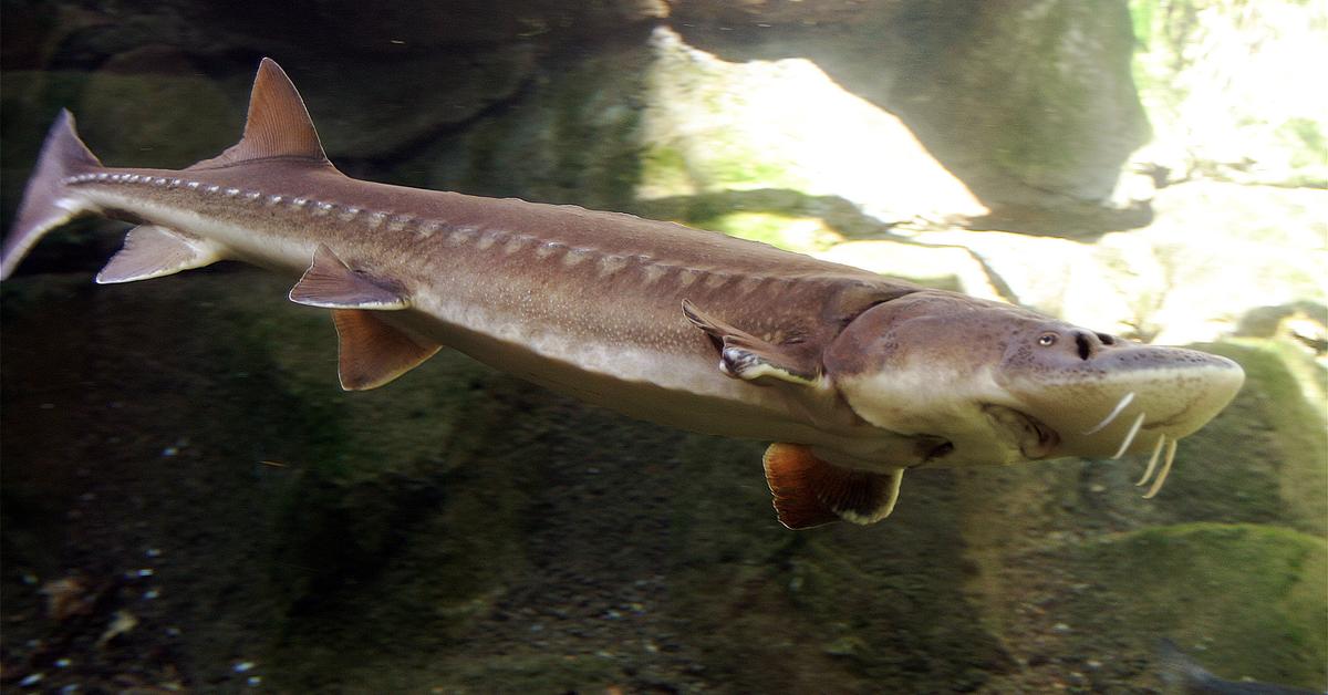 The Sturgeon, an example of Acipenseridae, in its natural environment.