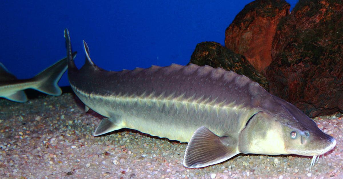 Charming view of the Sturgeon, in Indonesia referred to as Ikan Sturgeon.