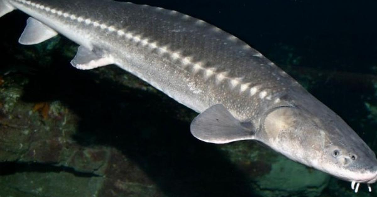 Detailed shot of the Sturgeon, or Acipenseridae, in its natural setting.