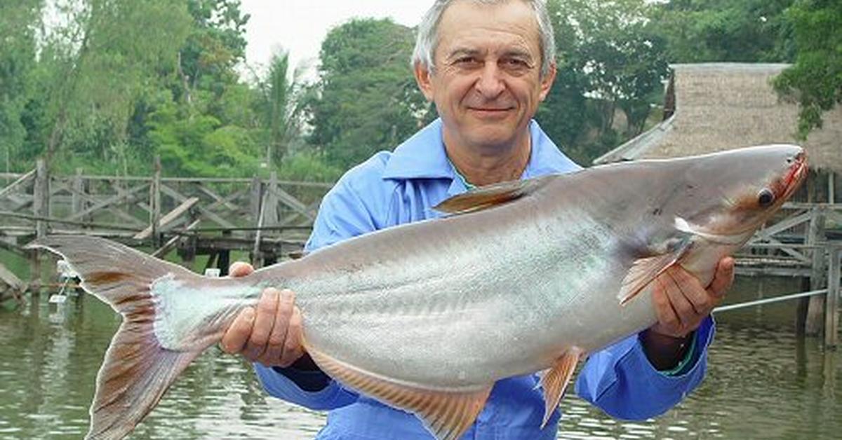 Striking appearance of the Swai Fish, known in scientific circles as Pangasianodon hypophthalmus.