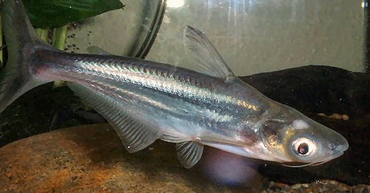 The fascinating Swai Fish, scientifically known as Pangasianodon hypophthalmus.