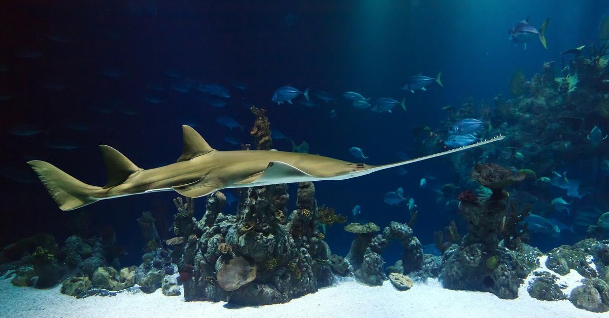 The majestic Sawfish, also called Ikan Paus Gergaji in Indonesia, in its glory.