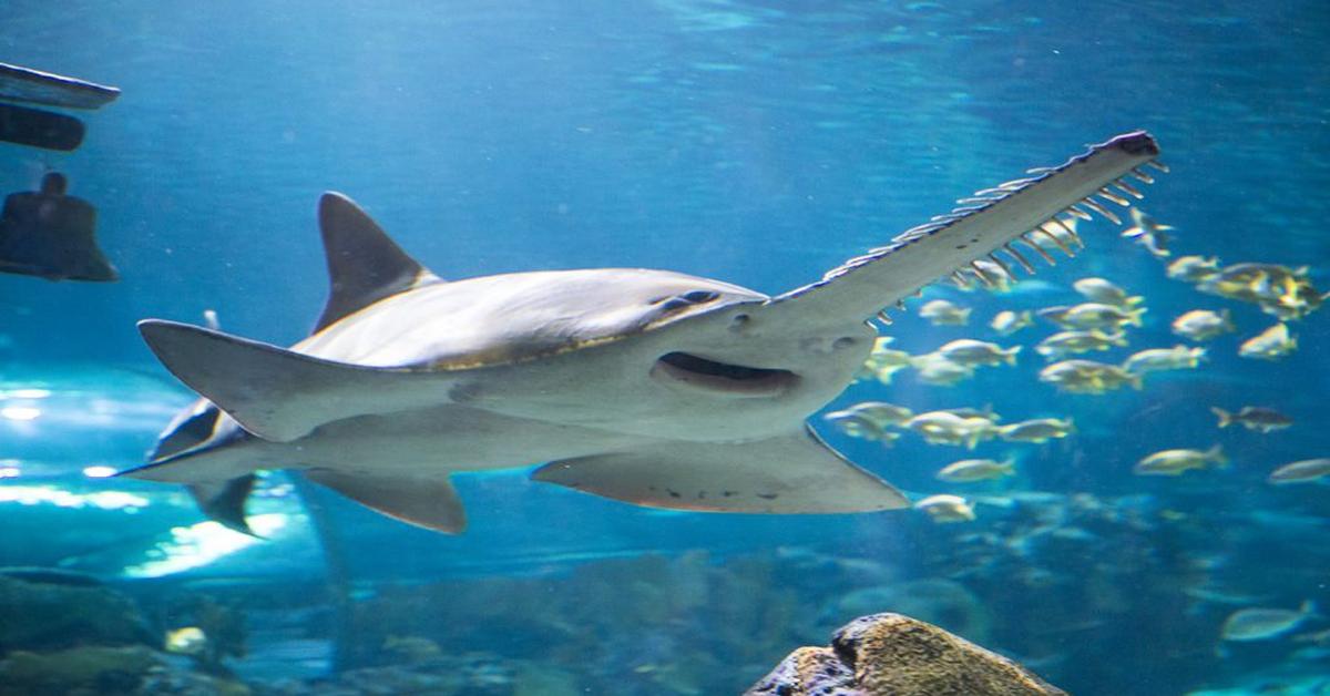 Glimpse of the Sawfish, known in the scientific community as Pristidae.