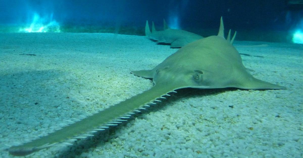 Portrait of a Sawfish, a creature known scientifically as Pristidae.