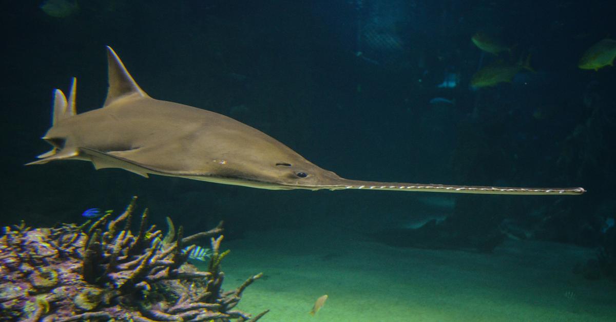 Dynamic image of the Sawfish, popularly known in Indonesia as Ikan Paus Gergaji.