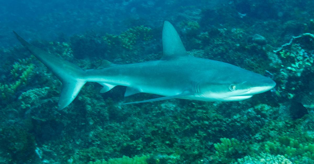 A look at the Shark, also recognized as Hiu in Indonesian culture.