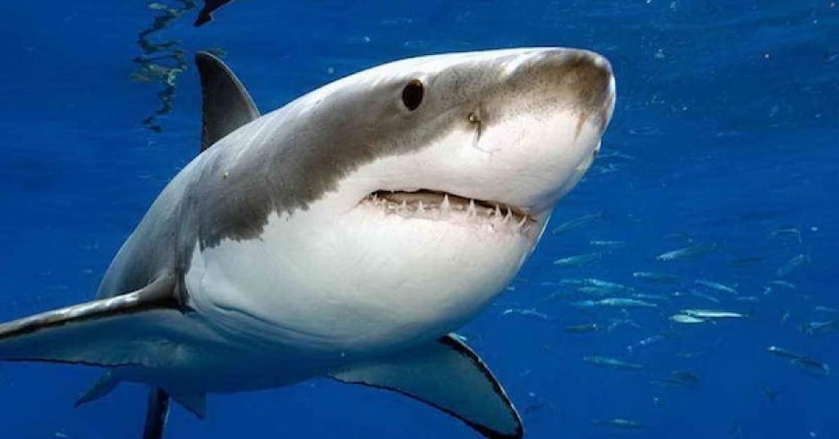 The fascinating Shark, scientifically known as Carcharhinidae.