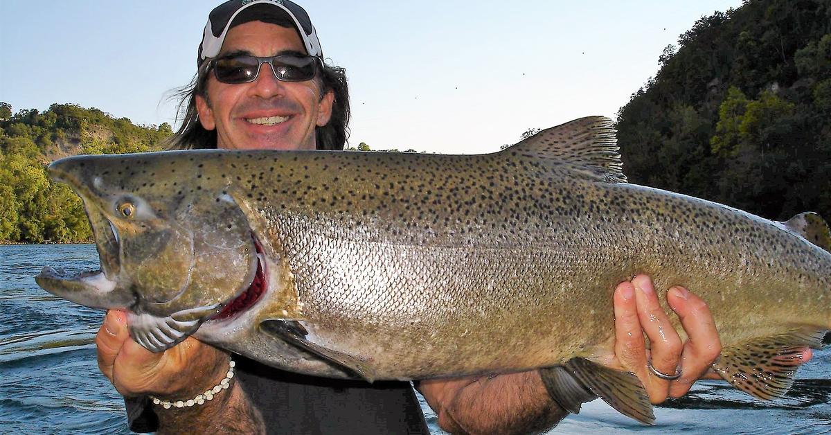 Glimpse of the Salmon, known in the scientific community as Salmonidae.