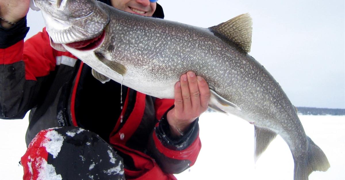 Photograph of the unique Salmon, known scientifically as Salmonidae.