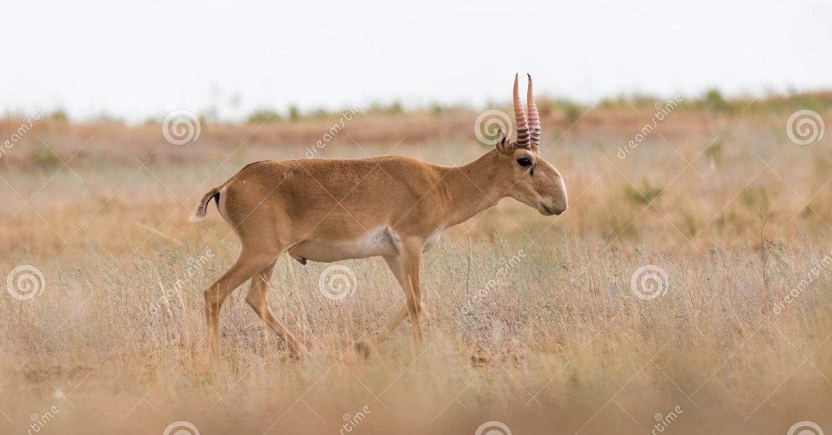 Vibrant snapshot of the Saiga, commonly referred to as Saiga in Indonesia.