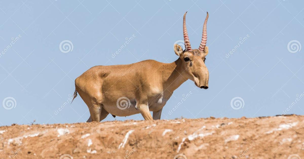 Picture of Saiga, known in Indonesia as Saiga.