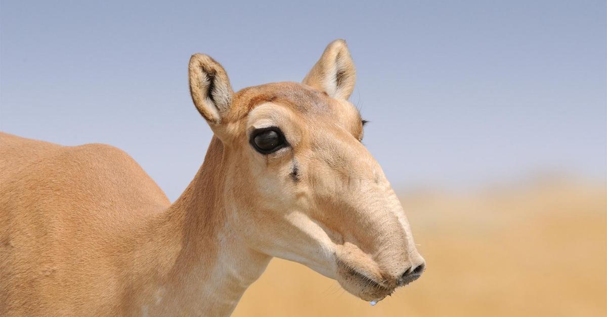 Detailed shot of the Saiga, or Saiga tatarica, in its natural setting.