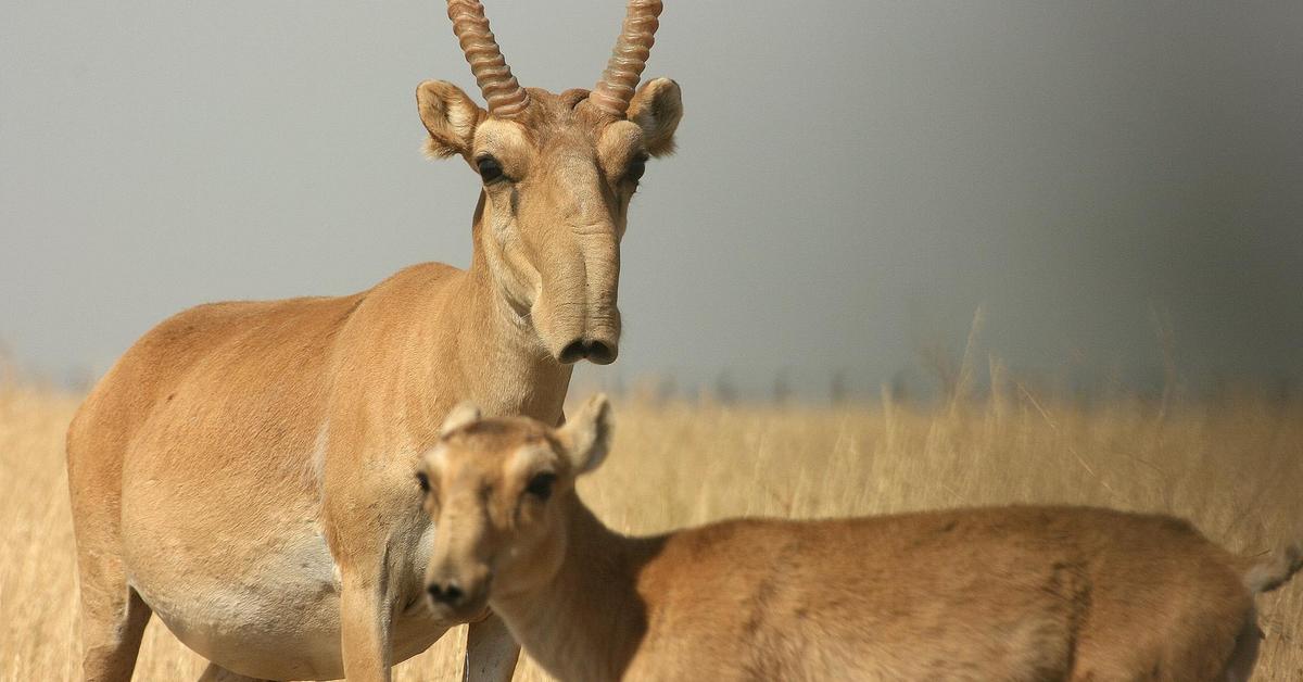 Glimpse of the Saiga, known in the scientific community as Saiga tatarica.