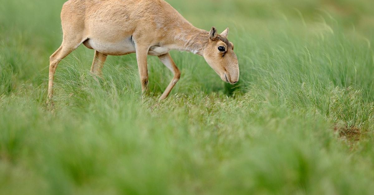 Glimpse of the Saiga, known in the scientific community as Saiga tatarica.