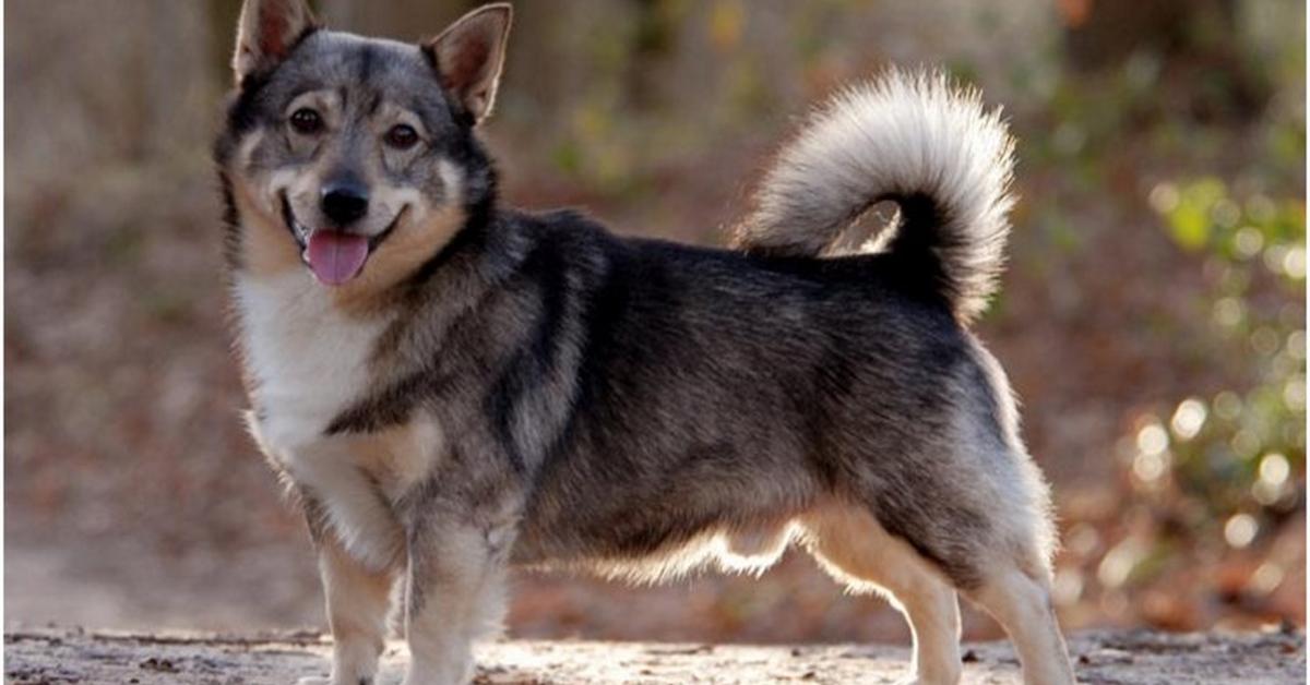 Captured elegance of the Swedish Vallhund, known in Indonesia as Anjing Swedish Vallhund.