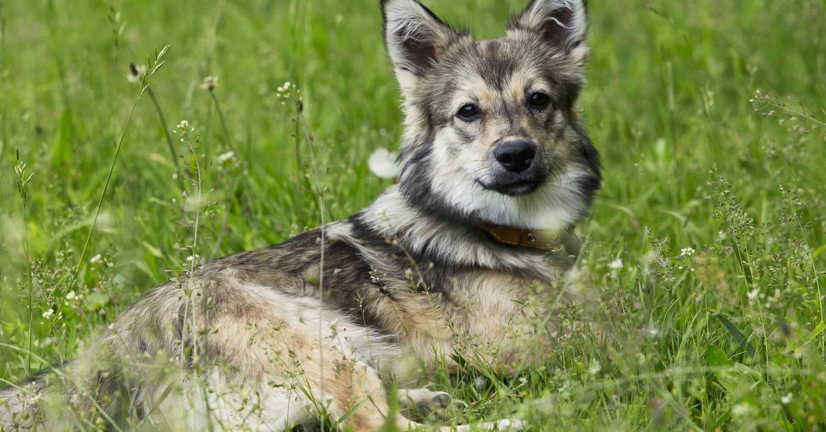 The Swedish Vallhund, an example of Canis lupus, in its natural environment.