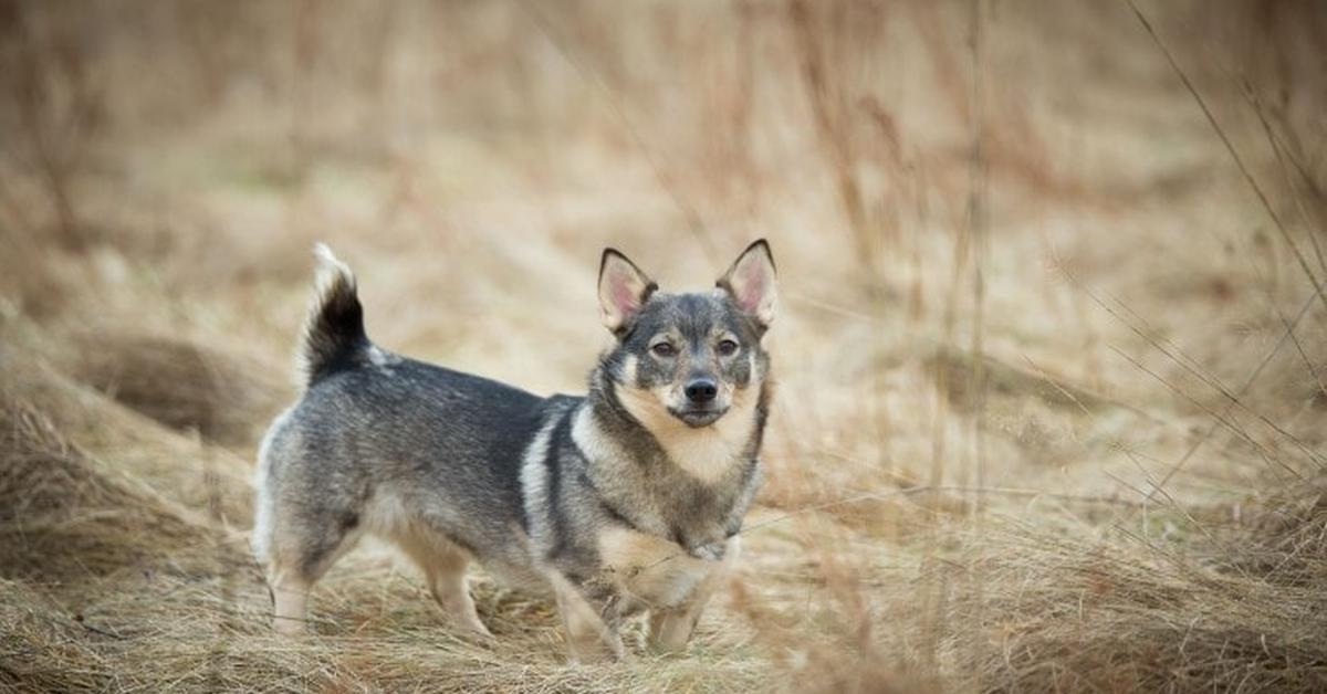 Snapshot of the intriguing Swedish Vallhund, scientifically named Canis lupus.