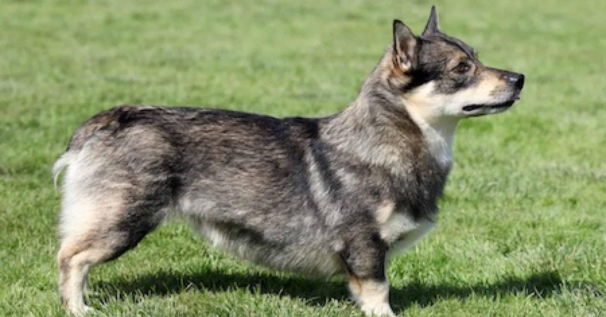 The remarkable Swedish Vallhund (Canis lupus), a sight to behold.