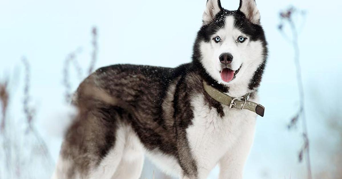 Image showcasing the Saarloos Wolfdog, known in Indonesia as Anjing Serigala Saarloos.