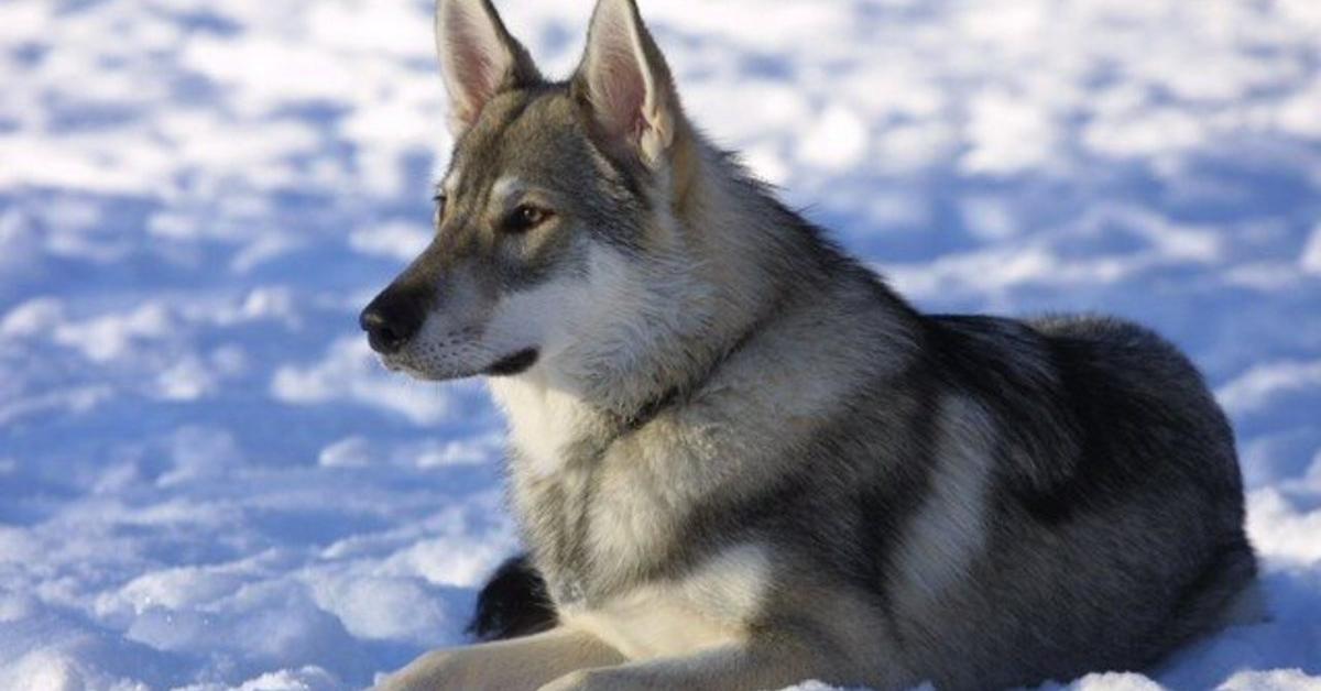 The elegant Saarloos Wolfdog (Canis lupus), a marvel of nature.