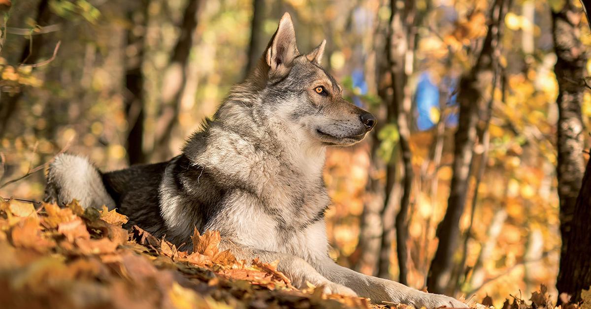 Captivating presence of the Saarloos Wolfdog, a species called Canis lupus.