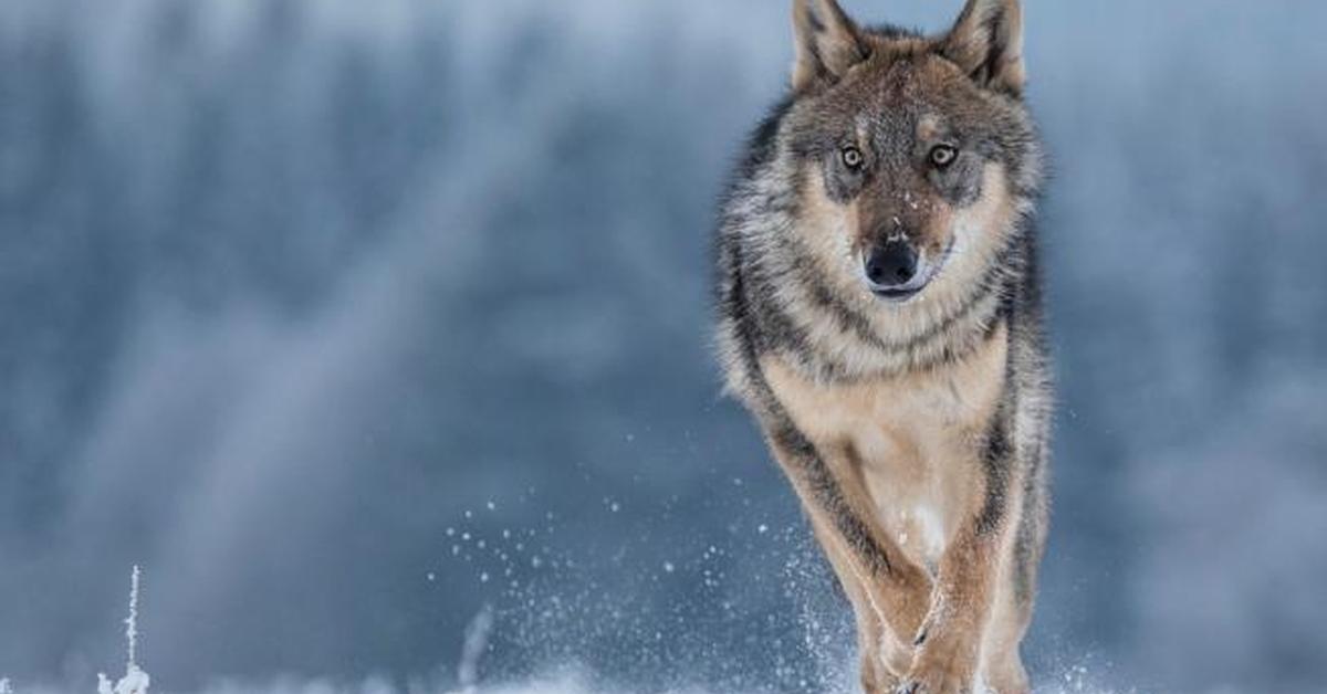 Stunning depiction of Saarloos Wolfdog, also referred to as Canis lupus.