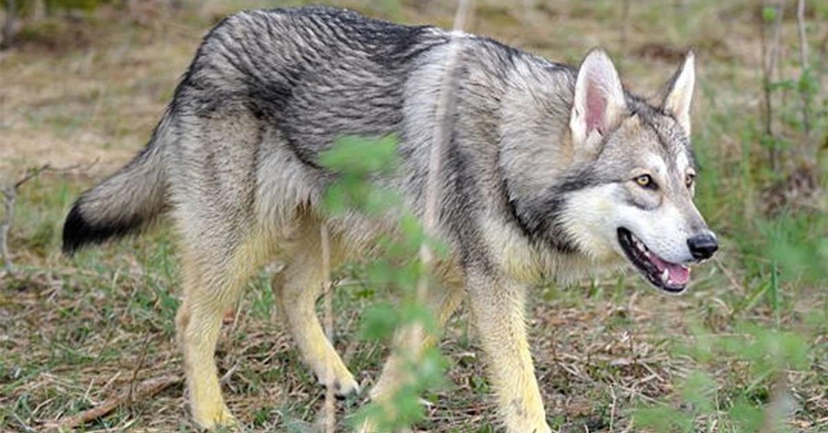 The Saarloos Wolfdog, an example of Canis lupus, in its natural environment.